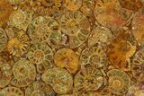 Composite Plate Of Agatized Ammonite Fossils #130585-1